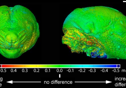 Scientists Have Revealed The Role Of Signals Responsible For Forming Facial Parts In Vertebrates