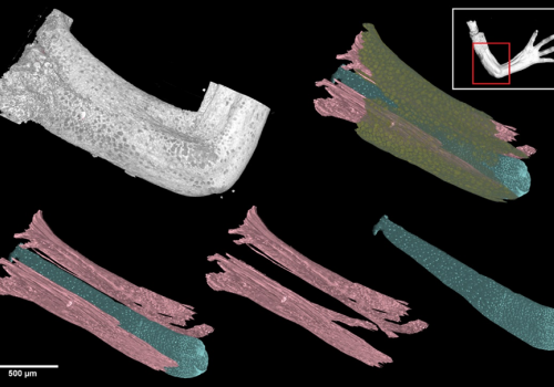 PhD Student Mapped The 3D Cell Distribution In Tissues Of A Developing Salamander