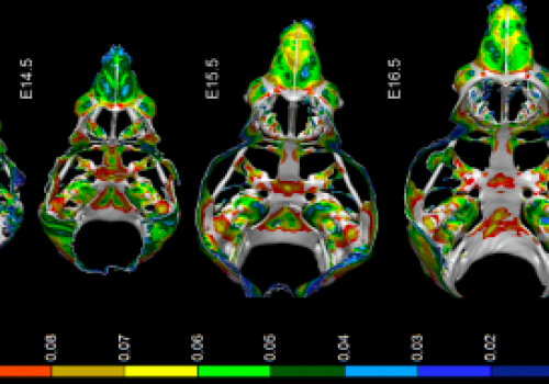 Scientists Contributed To The Explanation Of The Mechanisms Responsible For Face Formation In Vertebrates