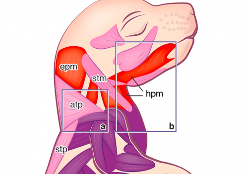 Scientists Have Discovered How Vertebral Neck Muscles Are Formed. Thanks to the Institute Pasteur and CEITEC Cooperation