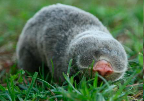 What Is the Secret of the Extraordinary Longevity and Healthy Aging of a Blind Mole-Rat?