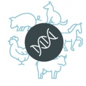 Animal Immunogenomics