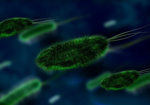 A flagellate parasiting firebugs helps scientists understand the diversity of RNA viruses