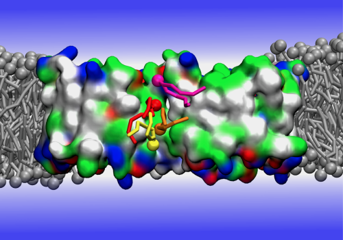 Computer simulations confirm new insights into phospholipid transport at the cellular level