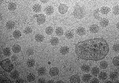 The tick-borne encephalitis virus must mature to be infectious